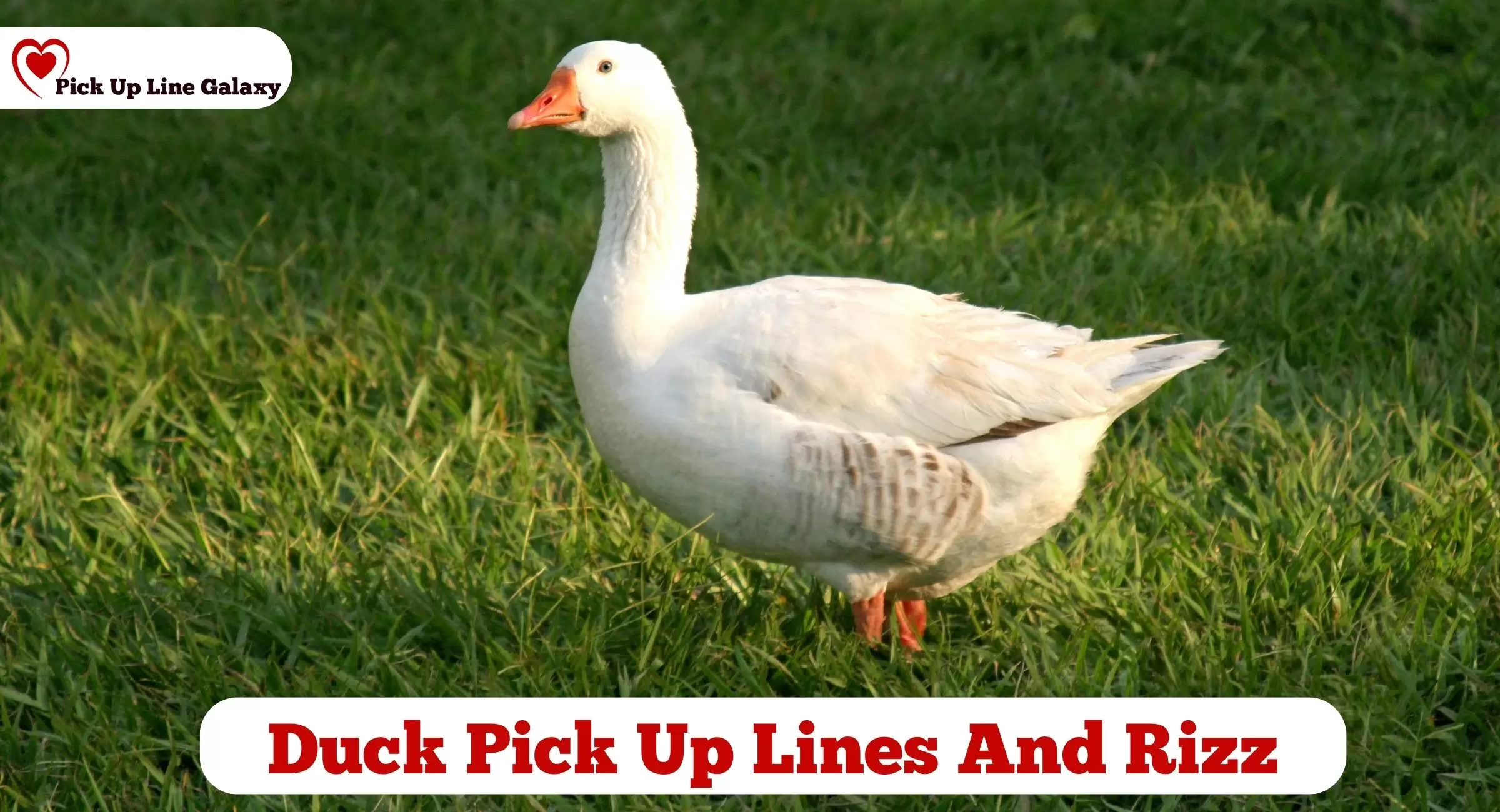 90+ Duck Pick Up Lines And Rizz