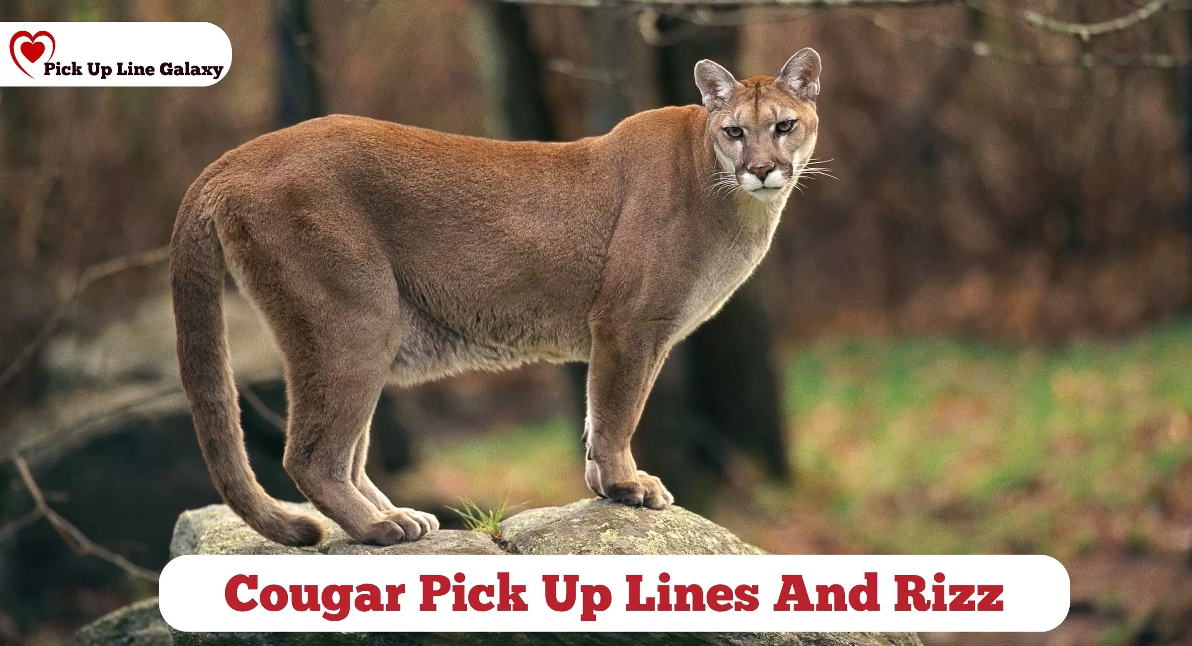 Cougar Pick Up Lines And Rizz