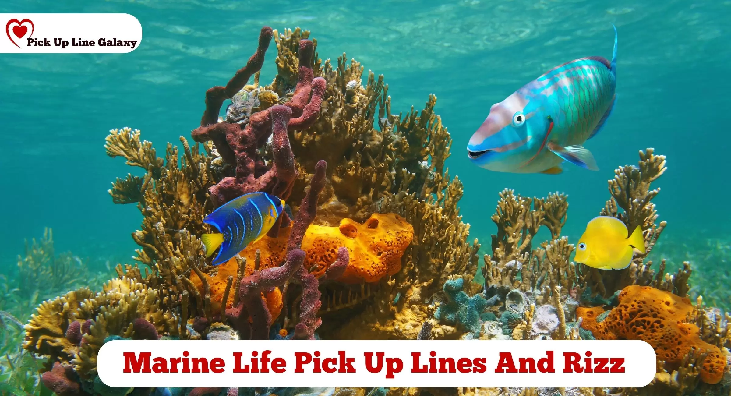 Marine Life Pick Up Lines And Rizz