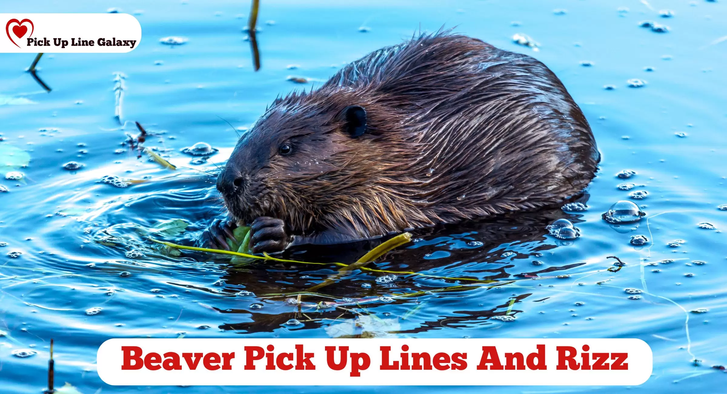 Beaver Pick Up Lines And Rizz